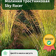 Молиния тростниковая Sky Racer