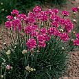 Армерия приморская Розеа
