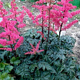 Астильба курчавая Мулен Руж