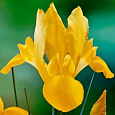Ирис голландский Golden Beauty Ирис голландский Golden Beauty