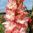 Гладиолус гибридный Pink Pearl