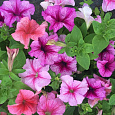 Петуния грандифлора призм Лесные ягоды Петуния грандифлора призм Лесные ягоды