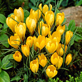 Крокус крупноцветковый Биг Йеллоу