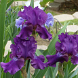 Ирис германский Rosalie  Figge Ирис германский Rosalie  Figge