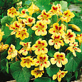 Настурция низкорослая Пич Мелба
