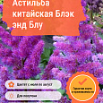 Астильба китайская Блэк энд Блу