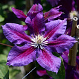 Клематис крупноцветковый Юлька