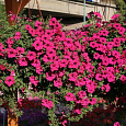 Петуния ампельная F1 Даймонд парпл Петуния ампельная F1 Даймонд парпл
