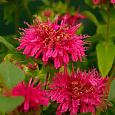 Монарда гибридная Пинк Лэйс Монарда гибридная Пинк Лэйс