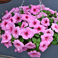 Петуния ампельная F1 Изи Вейв	Пинк Пэшн Петуния ампельная F1 Изи Вейв	Пинк Пэшн
