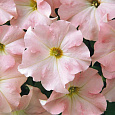 Петуния грандифлора Дримс Эппелблоссом Петуния грандифлора Дримс Эппелблоссом