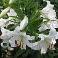 Лилия ОТ-гибрид Вилла Бланка Лилия ОТ-гибрид Вилла Бланка