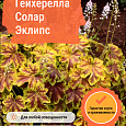 Гейхерелла Солар Эклипс Гейхерелла Солар Эклипс