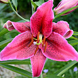 Лилия ОТ-гибрид Мисс Фея