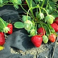 Земляника садовая Аромас Земляника садовая Аромас