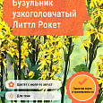Бузульник узкоголовчатый Литтл Рокет Бузульник узкоголовчатый Литтл Рокет