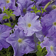 Петуния грандифлора Аладдин Голубая Петуния грандифлора Аладдин Голубая
