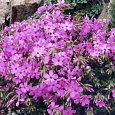 Флокс Стелющийся Rosea