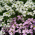 Арабис альпийский Смесь окрасок