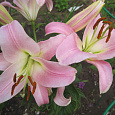 Лилия ОТ-гибрид Бейвотч
