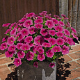 Петуния ампельная Саксесс Пинк Вейн Петуния ампельная Саксесс Пинк Вейн
