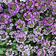Алиссум Эстер Бонет Лавендер