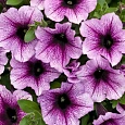 Петуния ампельная F1 Изи Вейв	Плам Вейн Петуния ампельная F1 Изи Вейв	Плам Вейн