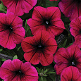 Петуния ампельная F1 Вейв Парпл Петуния ампельная F1 Вейв Парпл