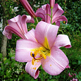 Лилия трубчатая Пинк Перфекшн Лилия трубчатая Пинк Перфекшн