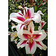 Лилия ОТ-гибрид Гаучо Лилия ОТ-гибрид Гаучо