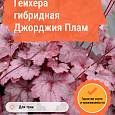 Гейхера гибридная Джорджия Плам Гейхера гибридная Джорджия Плам