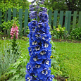 Дельфиниум (живокость) культурный Pacific Giant Blue Bird Дельфиниум (живокость) культурный Pacific Giant Blue Bird