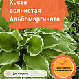 Хоста волнистая Альбомаргината