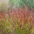 Просо прутьевидное Рехбраун