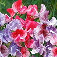 Душистый горошек  Melody mix bicolor Душистый горошек  Melody mix bicolor