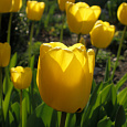 Тюльпан Йеллоу Кинг