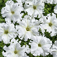 Петуния бахромчатая Афродита белая Петуния бахромчатая Афродита белая