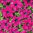 Петуния бахромчатая Афродита пурпурная Петуния бахромчатая Афродита пурпурная