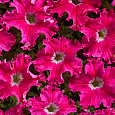 Петуния бахромчатая Афродита розовая Петуния бахромчатая Афродита розовая