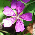 Герань гибридная Сью Круг Герань гибридная Сью Круг