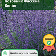Котовник Фассена Senior Котовник Фассена Senior