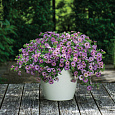Калибрахоа Chameleon Lavender Sorbet Калибрахоа Chameleon Lavender Sorbet