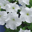 Петуния крупноцветковая Пуваб F1 Петуния крупноцветковая Пуваб F1