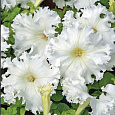 Петуния бахромчатая Афродита белая Петуния бахромчатая Афродита белая