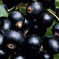 Смородина черная Перун
