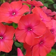 Флокс Метельчатый Фламенко