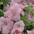 Петуния грандифлора Дримс Эппелблоссом Петуния грандифлора Дримс Эппелблоссом