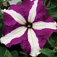 Петуния грандифлора Тритуния Парпл Стар Петуния грандифлора Тритуния Парпл Стар