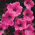 Петуния ампельная F1 Роуз Вейн вельвет
