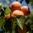 Абрикос обыкновенный Алеша Абрикос обыкновенный Алеша